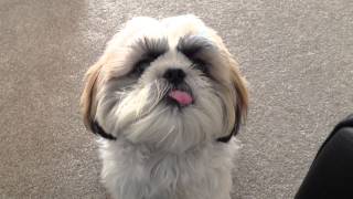 Shih tzu sticking his tongue out (and back in) on command