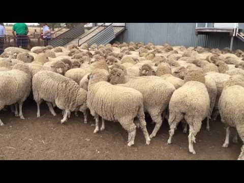 2017 West Wyalong Merino Maiden Ewe Comp. 130117