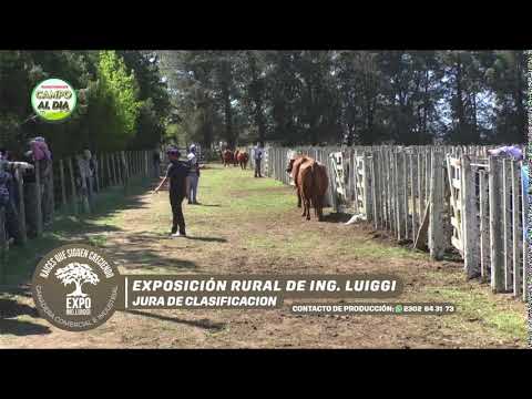 EXPO ING LUIGGI - JURA DE CLASIFICACIÓN
