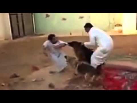 Saudi youth joked dogs