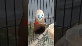 Download lagu Emprit kaji gacor suara mewah mp3