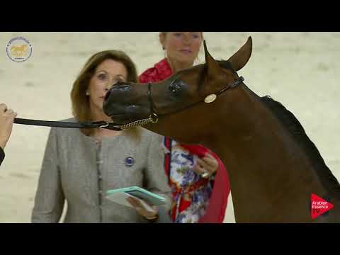 N.129 D SHAKHAT - Dubai 2019 - Yearling Colts section A (Class 9A)