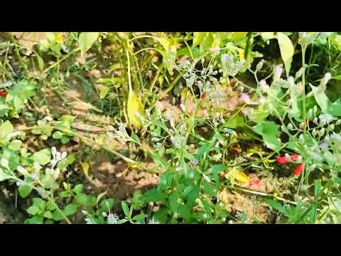 new flowers Full HD video