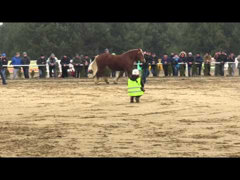 Tulipe De Moscou - II Ogólnopolski Pokaz Koni Hodowlanych