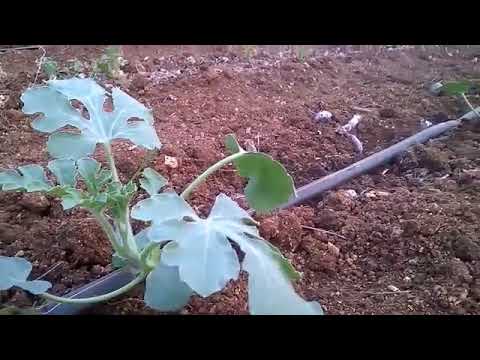 download lagu mp3 mp4 Watermelon Crop Details, download lagu Watermelon Crop Details gratis, unduh video klip Watermelon Crop Details