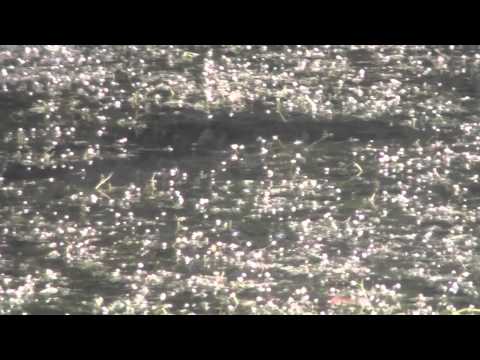 YANNI - Reflections Of Passion  -  So Long My Friend