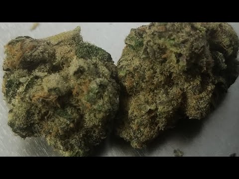 Strain Of The Day - Blackout Bobby from Mass Alternative Care.