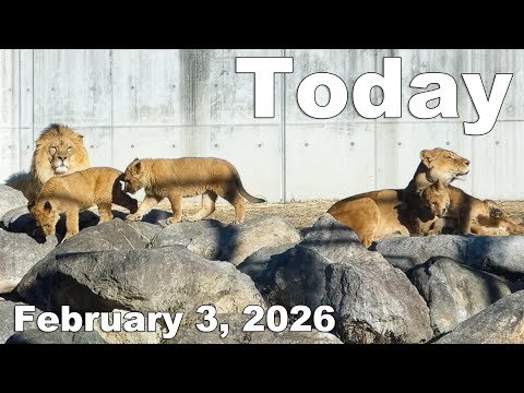 Löwenfamilie vereint: Alle 5 wieder zusammen 🦁💖