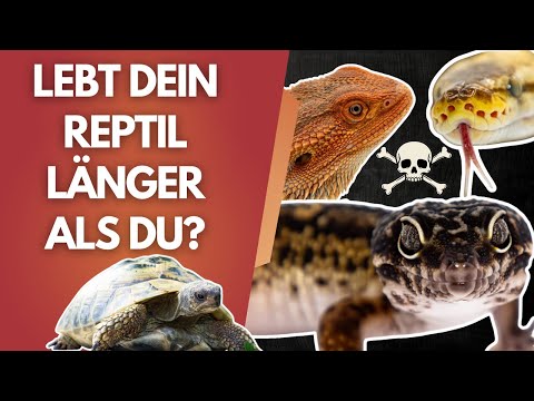 40 YEARS with a gecko?! 😱 Here's what you need to know before you buy a reptile!