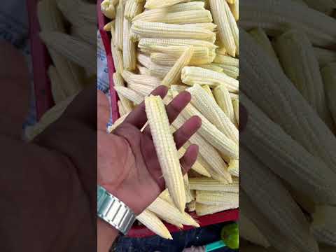 India me Babycorn ki Kheti kaise hoti hai 🌽👩‍🌾 #gharkikheti #farming #babycorn #organicfarming