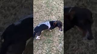 Video preview image #1 Dachshund Puppy For Sale in Shelbyville, TN, USA