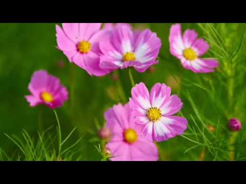 En un Abrir y Cerrar de Ojos SOL DE JUSTICIA