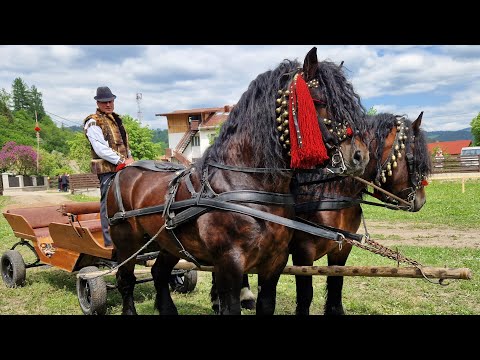 Armăsarii lui Mihai Gatej de la Câmpulung