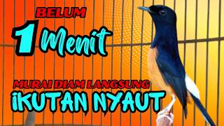 Download lagu belum 1 menit SUDAH BANYAK murai lain IKUT NYAUT dan GACOR dengar ini✅✅ mp3 Download lagu belum 1 menit SUDAH BANYAK murai lain IKUT NYAUT dan GACOR dengar ini✅✅ mp3