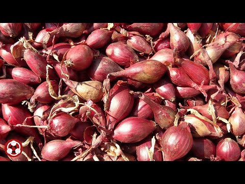 Vegetables 蔬菜 shallot