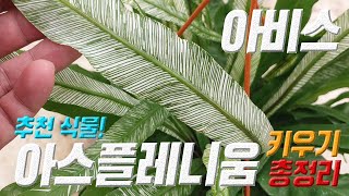 추천식물 아비스 키우기 