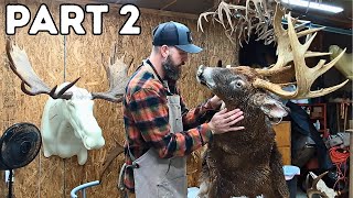 TROPHY BUCK gets New Life: Part 2