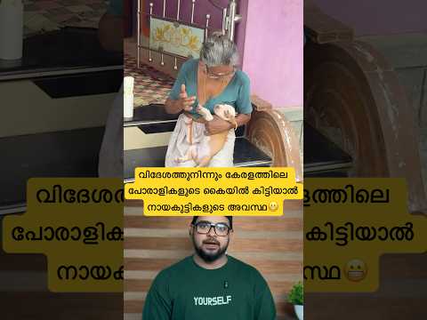 വിദേശത്തുനിന്നും കേരളത്തിലെ പോരാളികളുടെ കൈയിൽ നായകുട്ടികളെ കിട്ടിയാൽ ബല്ലാത്ത ജാതി ആവും😬#reaction