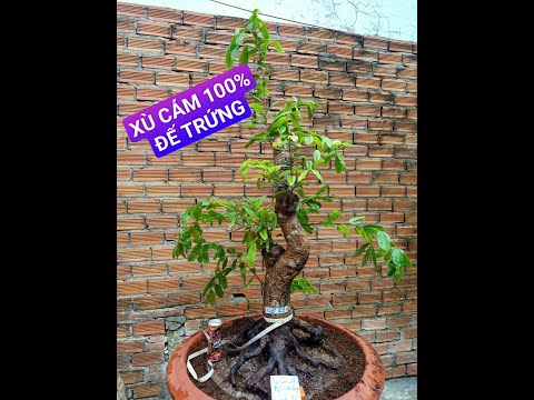 MAI XÙ CÁM 100% - ĐẾ TRỨNG -mã số 23