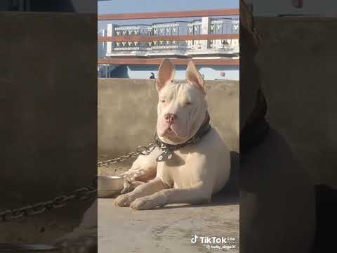 Zubair nature of animal 90