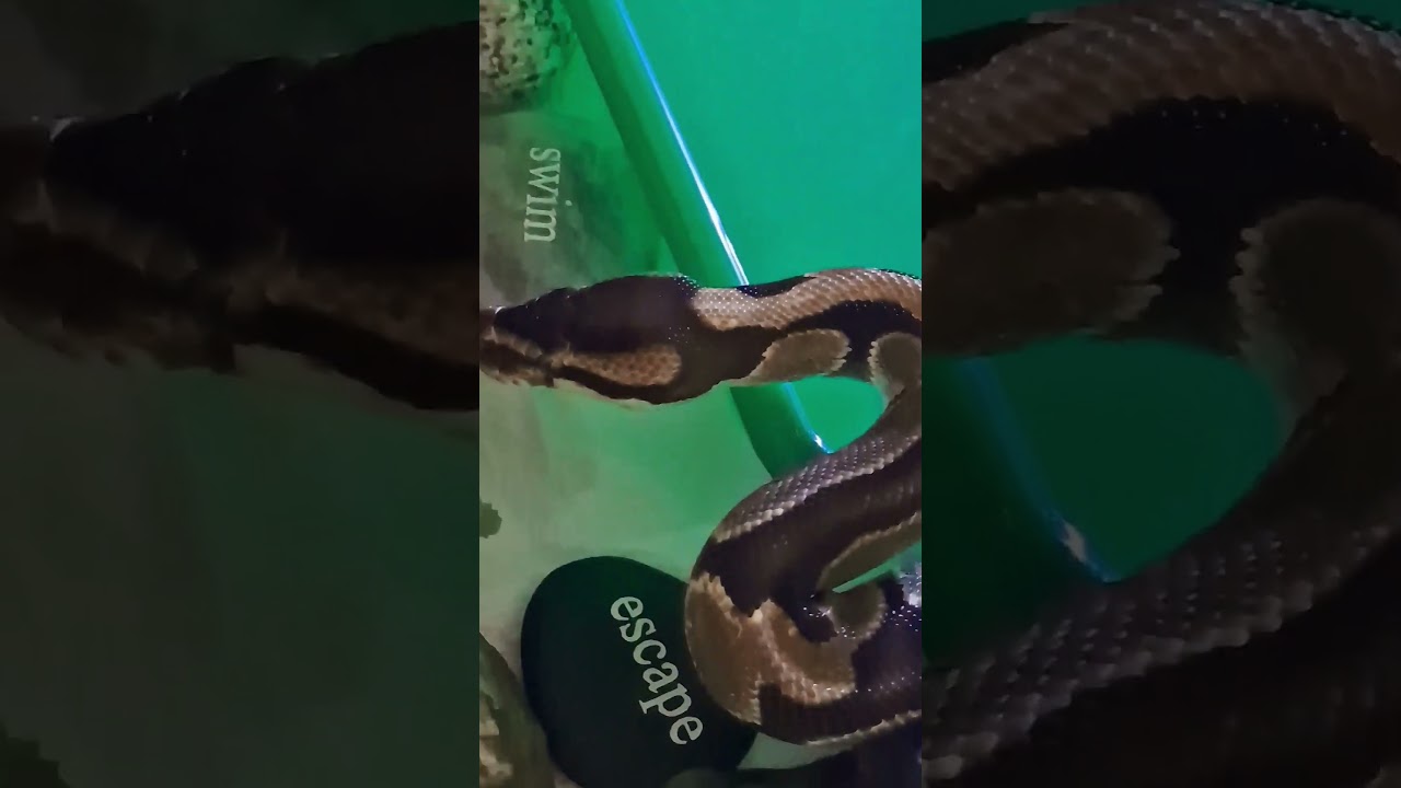 🐍Smokey the Ball Python in his plastic tub enclosure ☮️My 6yr old boy...☯️☮️peace and love🕉🕉