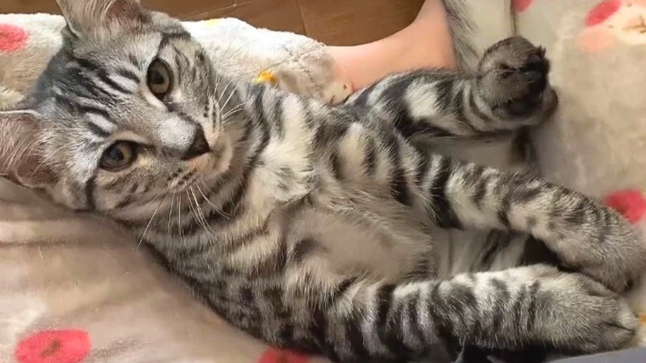 すっぽりハマって″ふみふみ″しーちゃん（抜け出せるかな…？）