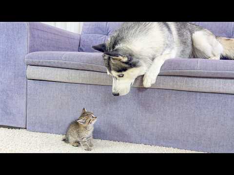 YouTube 썸네일
