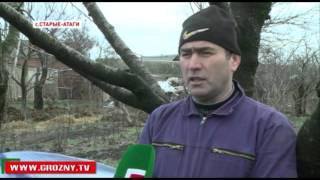 Чеченский фермер занялся разведением пони