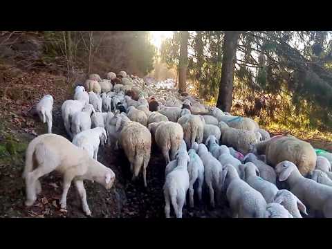 Pecore sull'Altopiano di Piné - Trentino