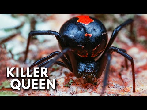 Black Widows Are Killer Queens