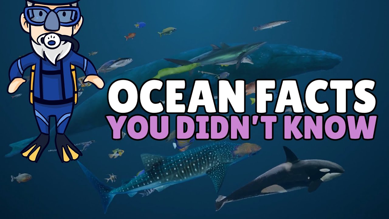 Ocean Facts for Kids | Facts About Ocean Pollution