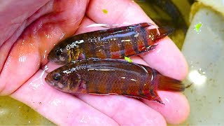 We are again supplying Malawi cichlids and catfish
