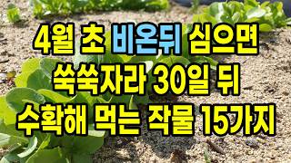 4월 초 비온뒤 심으면 쑥쑥자라 30일 뒤 수확해 먹는 작물 15가지