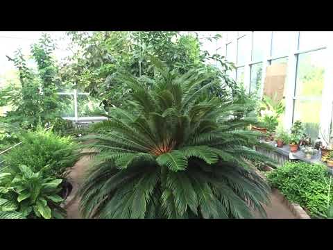 Botanická zahrada Farmaceutické fakulty Hradec Králové skleník