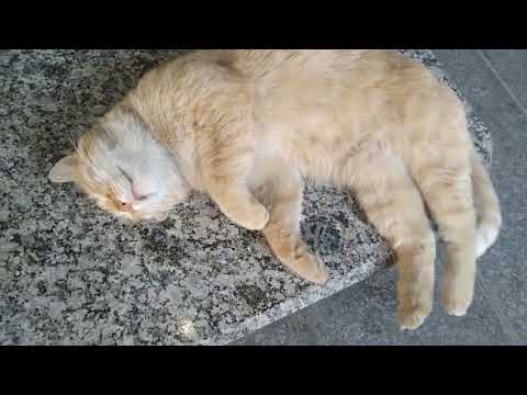 TALA means gold in farsi she  is TALA