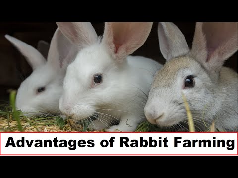 , title : 'How To Start Rabbit Farming Business | Complete Beginners Guide | Part 4 | Advantages of Rabbits |'