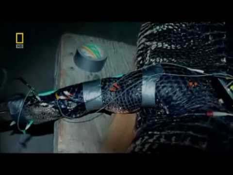 Predator CSI - Zombie Alligators