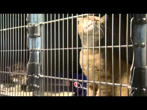 Dozens of animals rescued from 2 Albany homes