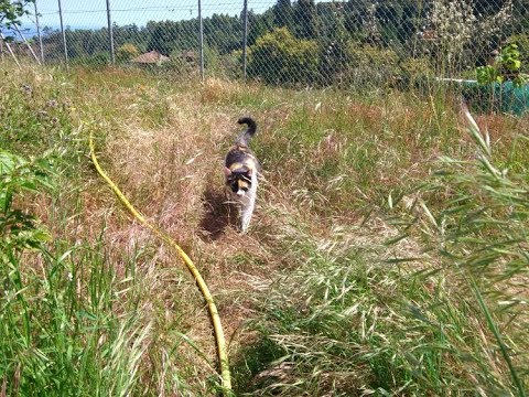 Osteochondrose und Zubereitungen Tianshi Schmerzen im unteren Rücken mit Schmerzen im Kieferzahn