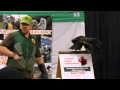 Turkey Vulture