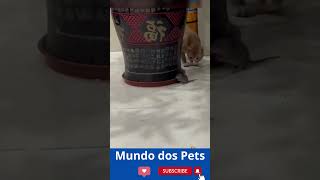 ?? Cães e gatos engraçados 2023? Os animais mais engraçados #8 #Cães #gatos #pets  #shorts