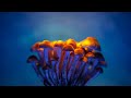 Certain Mushrooms Reduced Human Cellular Aging By 57 Positive News
