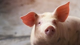 GRIPA PORCINA: cat de periculoasa este in realitate?