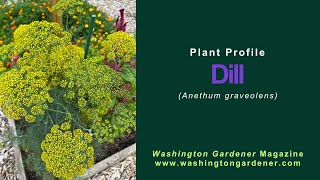 Dill Plant Profile