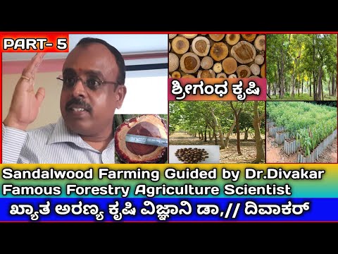 How to Start Sandalwood Farming - CHADAN TREE Farming Srigandha Farming in Karnataka - Agroforestry