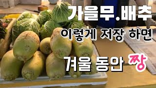 가을 무와 배추 난 이렇게 보관해서 겨울 동안 먹어요  #무 저장법 #배추 저장법
