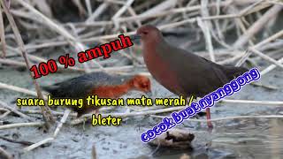 Download lagu suara pikat burung tikusan mata merah/bleter.ampuh buat nyanggong mp3