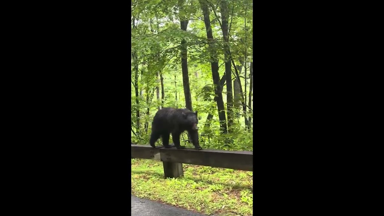 Momma Bear Walks on Guard Railing Beside Road || ViralHog