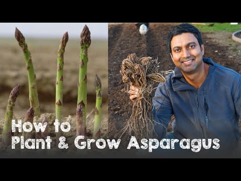 , title : 'How to Plant and Grow Asparagus from Asparagus Crowns'