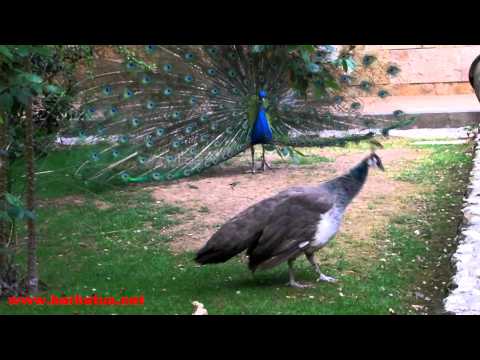 Pavo real ( Pavo cristatus ) Indian peafowl